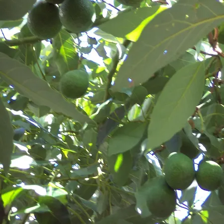 דירה Dionysios Skala (Kefalonia)